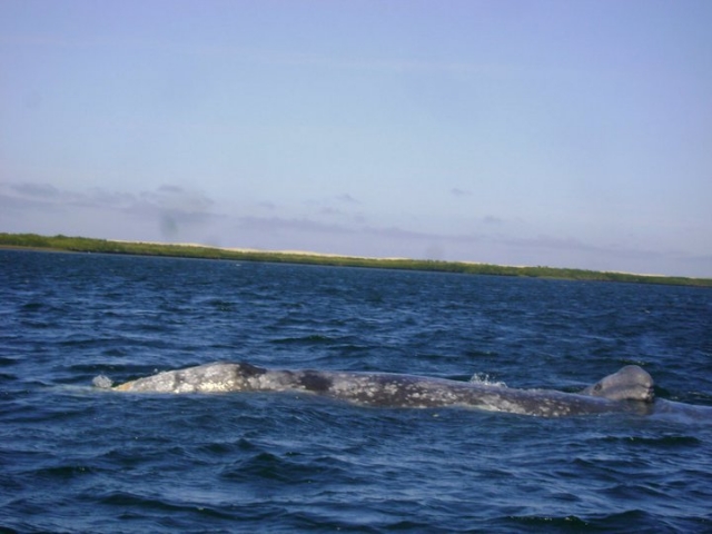Excursiones en el Mar de Cortez